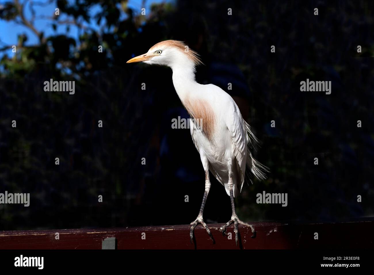 Egret, Barcelona, Spain. Stock Photo