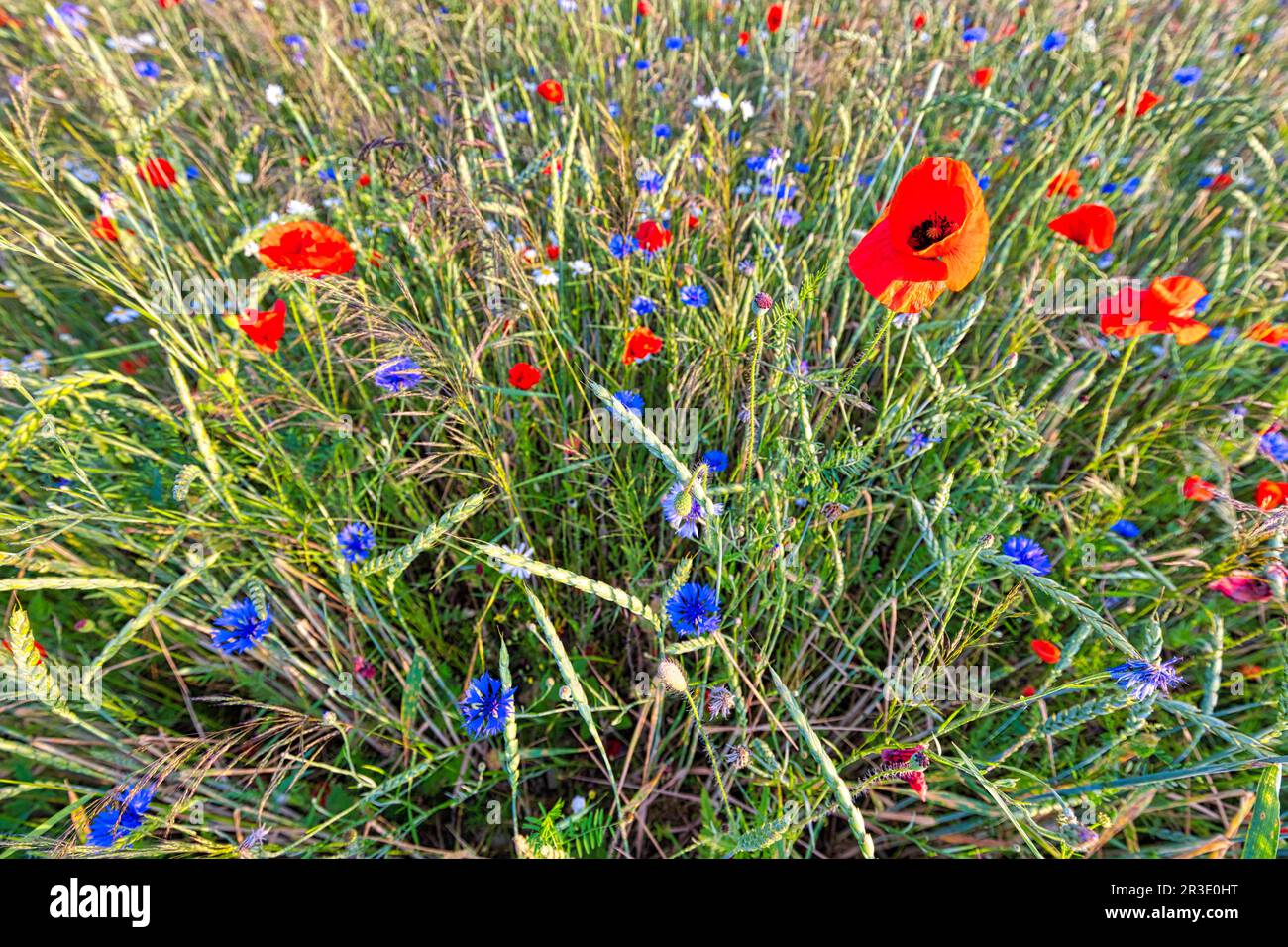 Flowering meadows and fields Stock Photo - Alamy