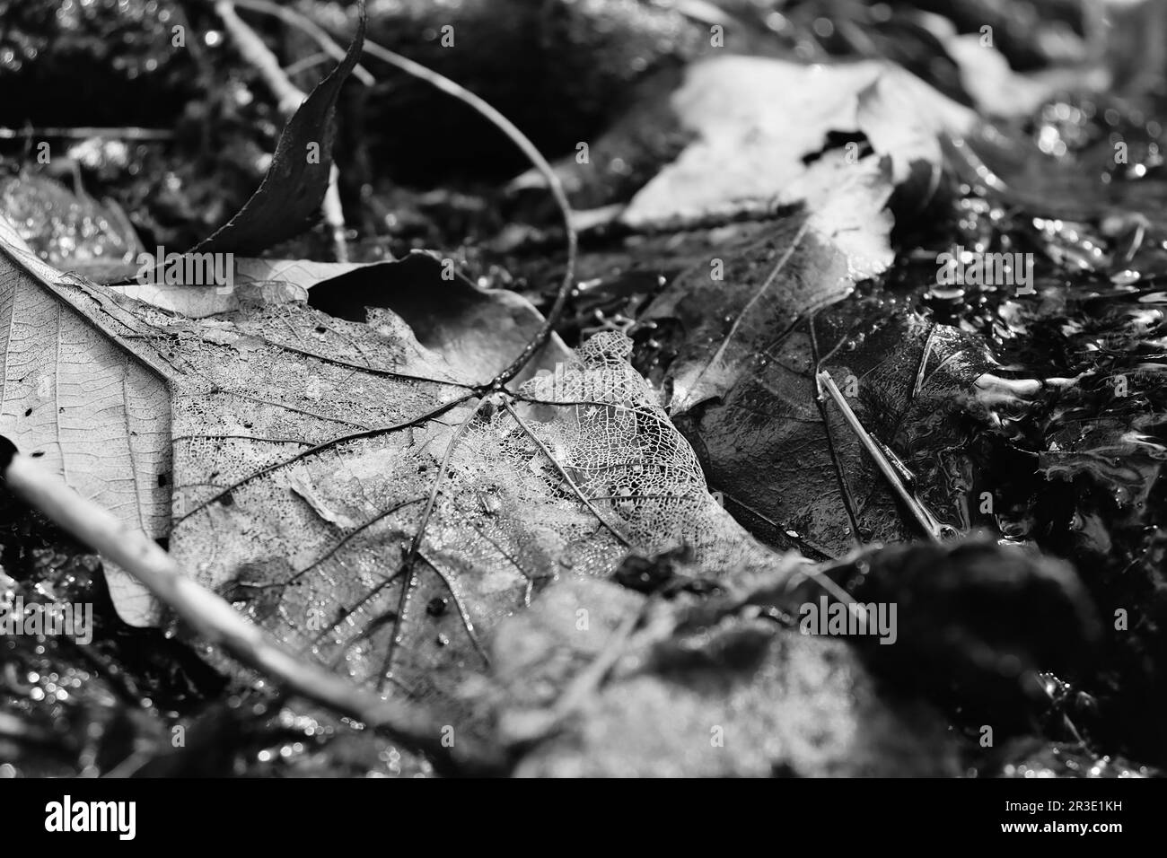 Plants and nature in black and white Stock Photo - Alamy