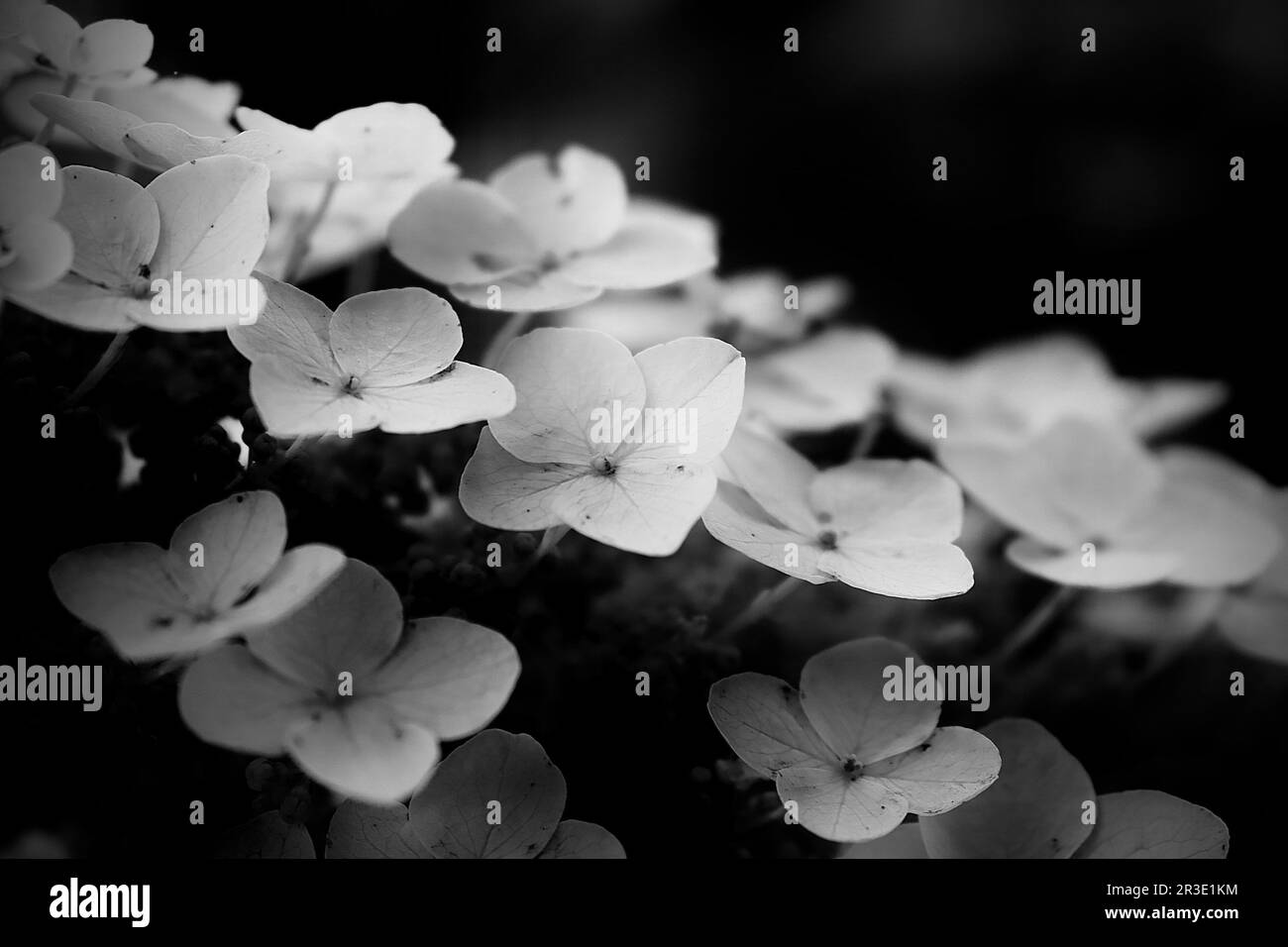 Plants and nature in black and white Stock Photo - Alamy