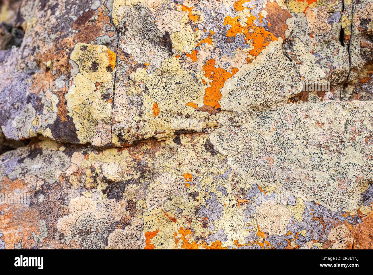 Macro texture of orange and black lichen moss growing on mountain rock Stock Photo