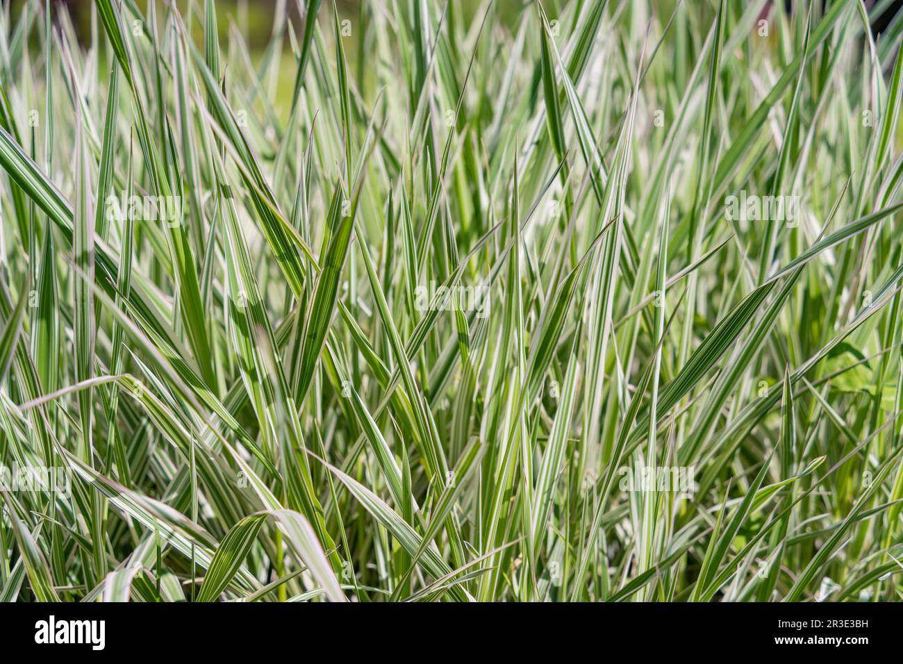 Close up detail with Festuca glauca, commonly known as blue fescue grass plant. Stock Photo
