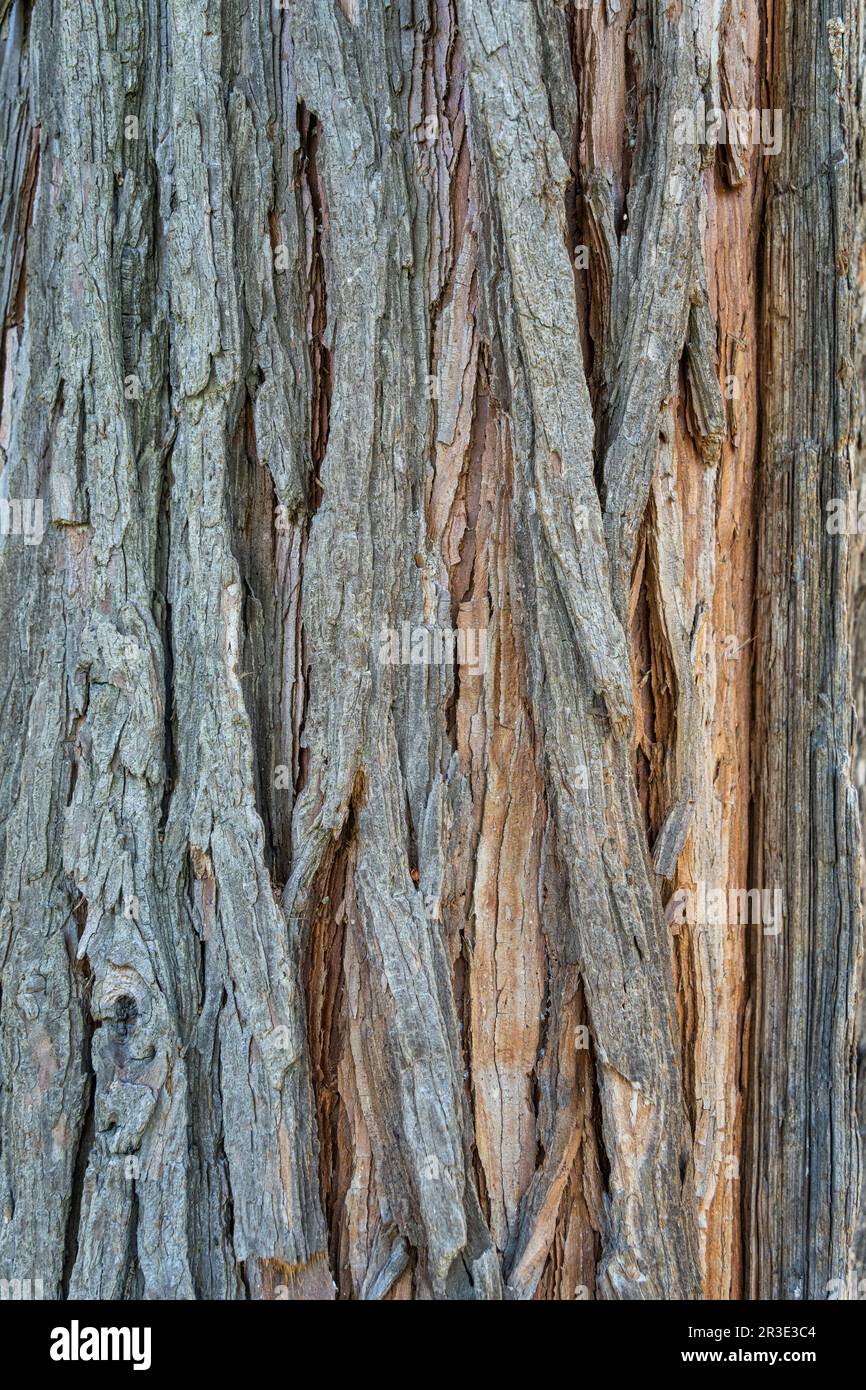 Close up texture with Platycladus orientalis bark tree. Stock Photo
