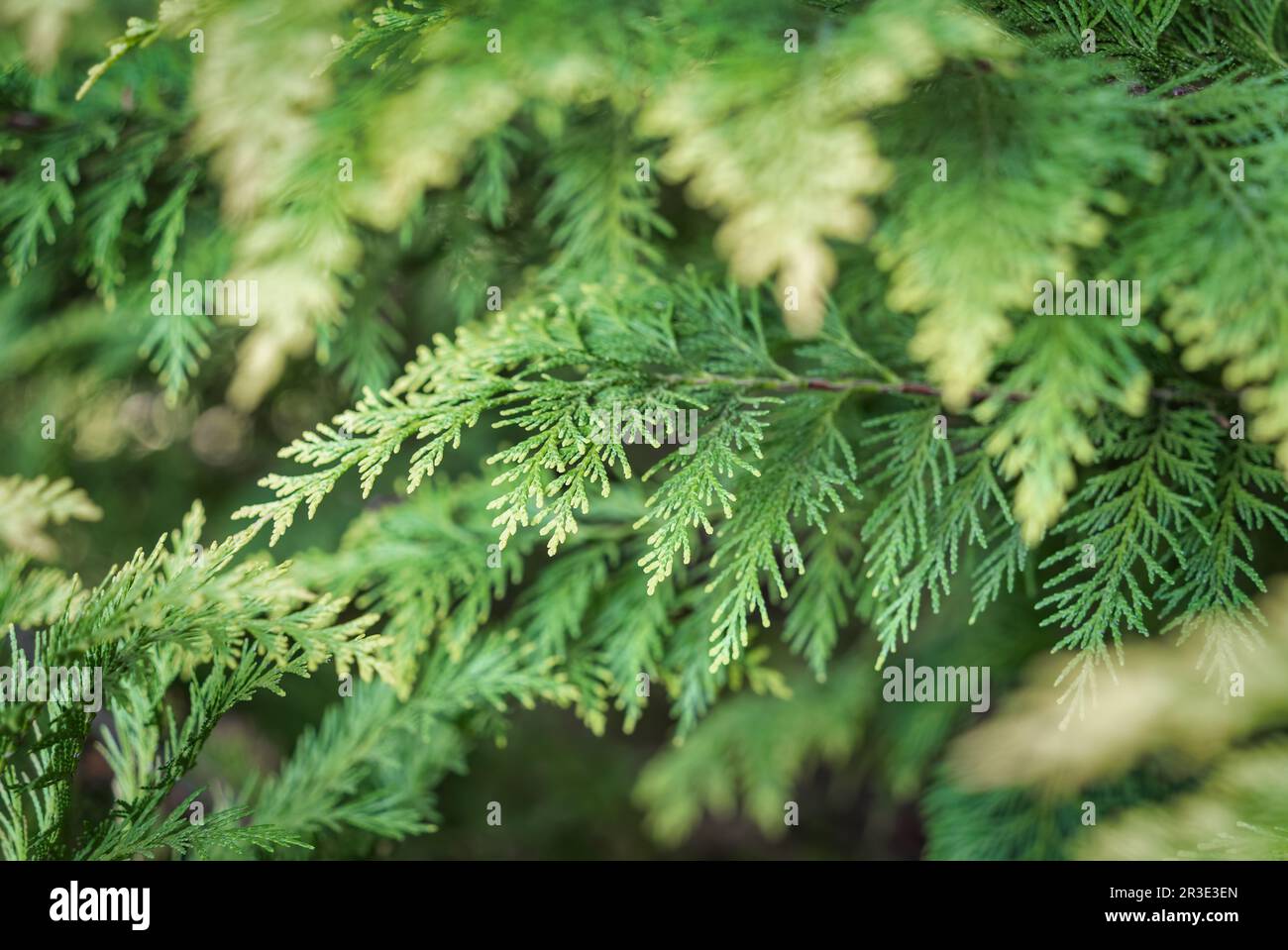Close up detail with the green fresh foliage of Chamaecyparis lawsoniana, known as Port Orford cedar or Lawson cypress plant Stock Photo