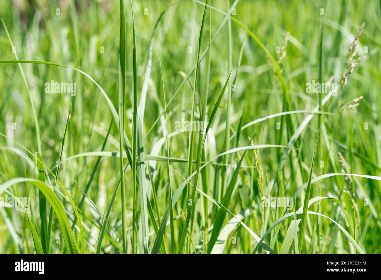 Close up with the green fresh Phalaris arundinacea or reed canary grass Stock Photo