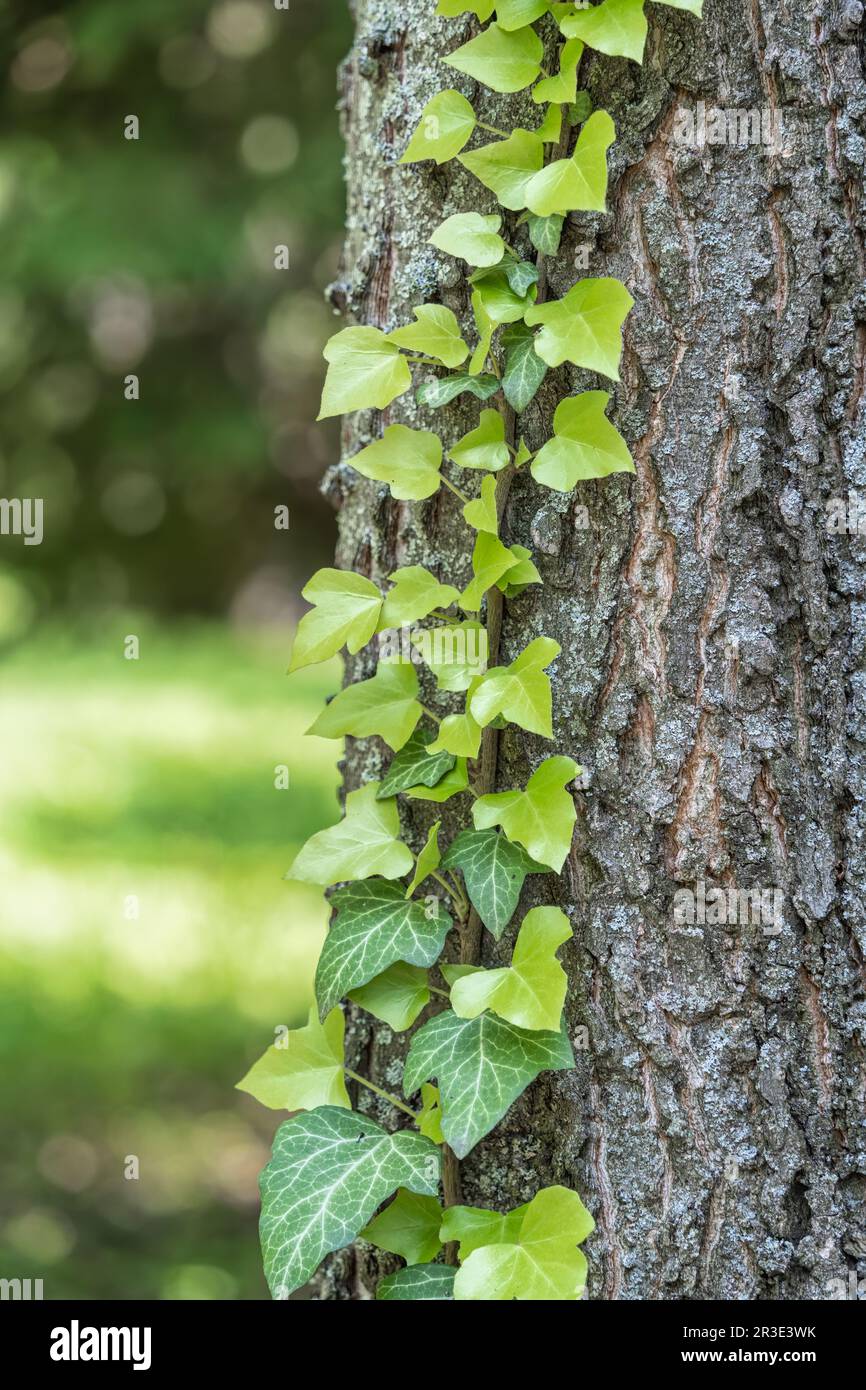 Green Ivy leaves on the tree bark in the forest Stock Photo