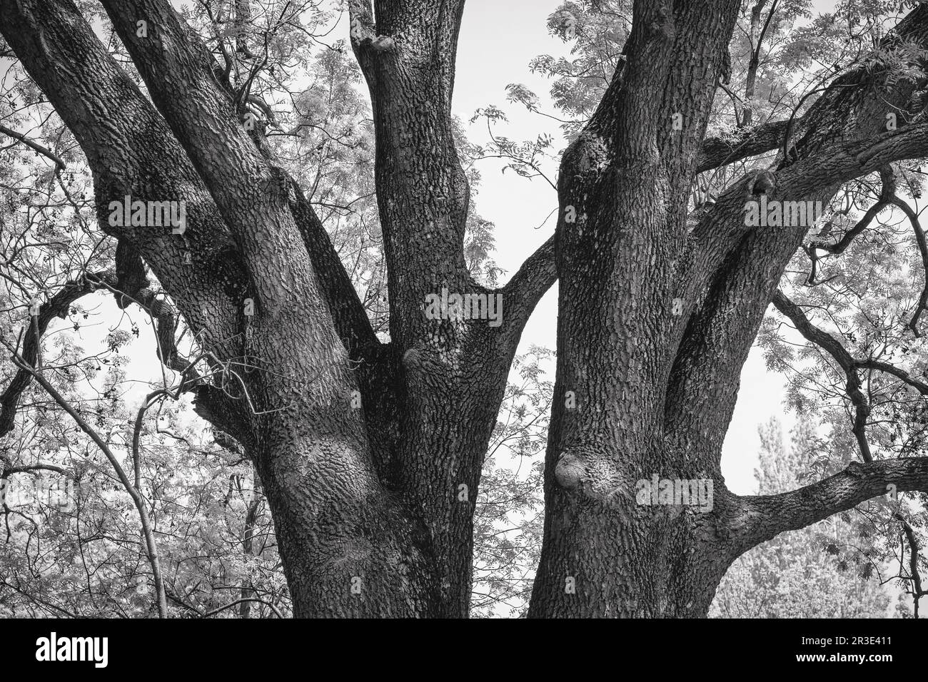 Large massive tree trunk branches split in two. Black and white ...