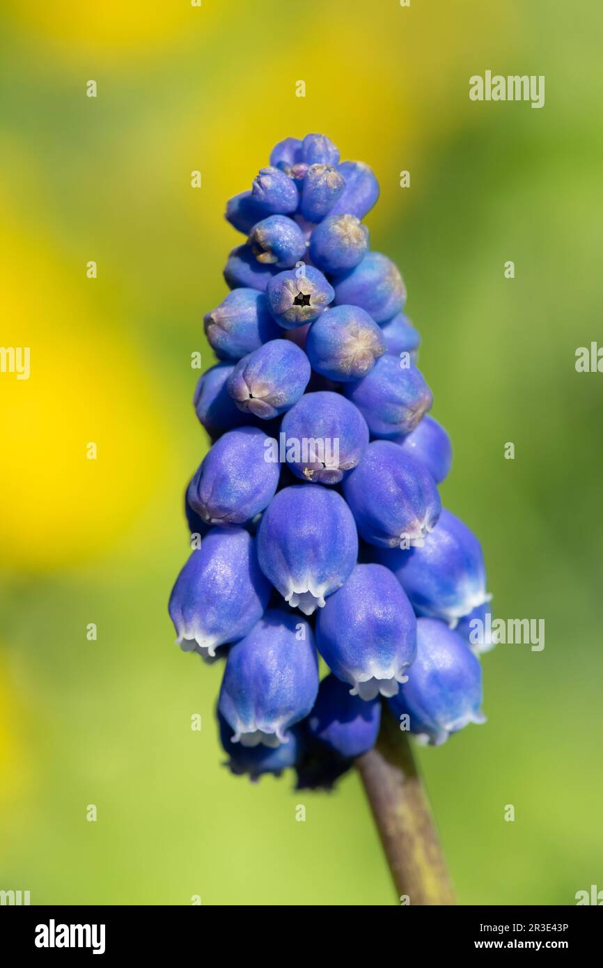 Close up of a garden grape hyacinth (muscari americanum) flower in bloom Stock Photo