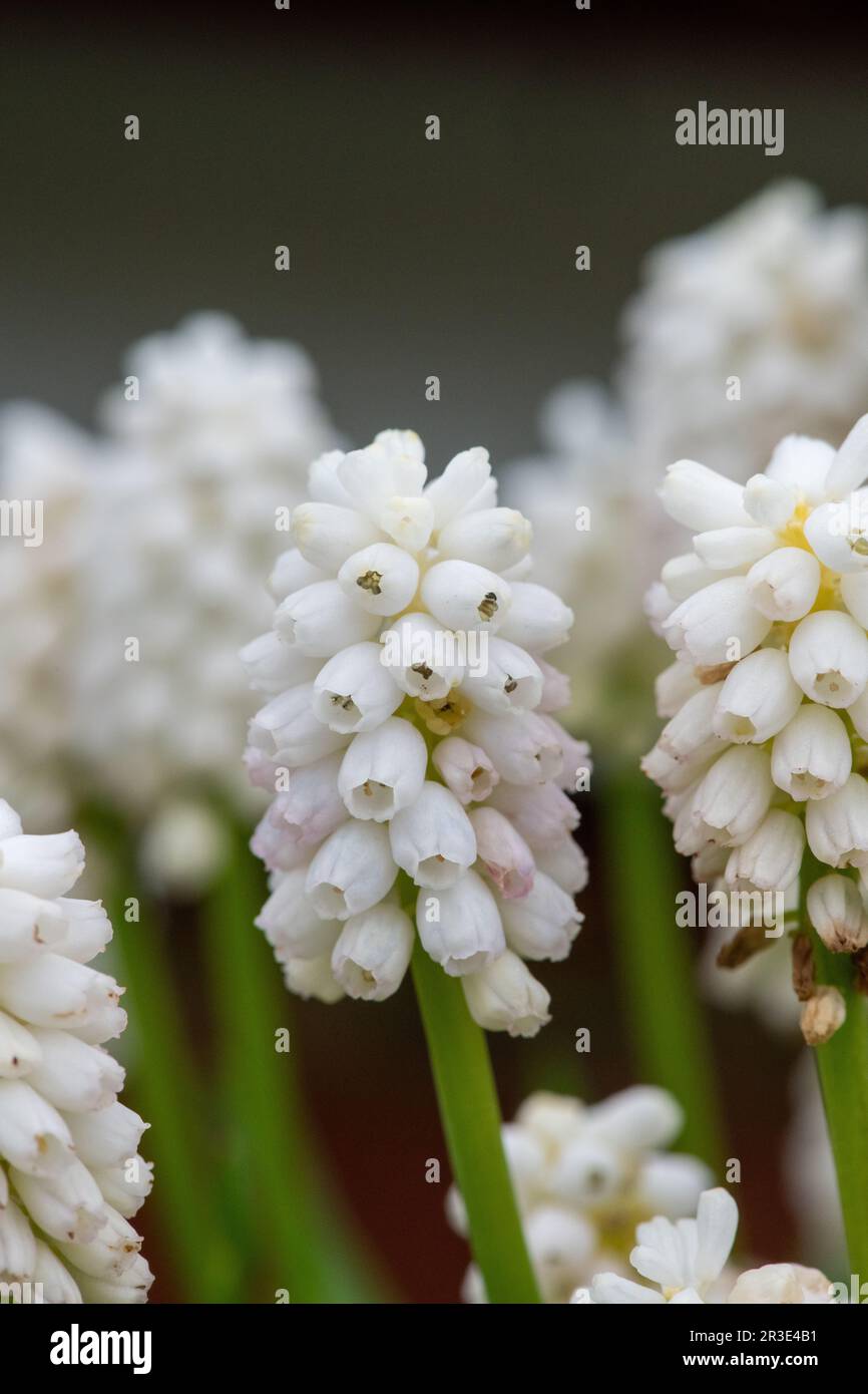 Close up of a white grape hyacinth (muscari aucheri) flowers in bloom Stock Photo