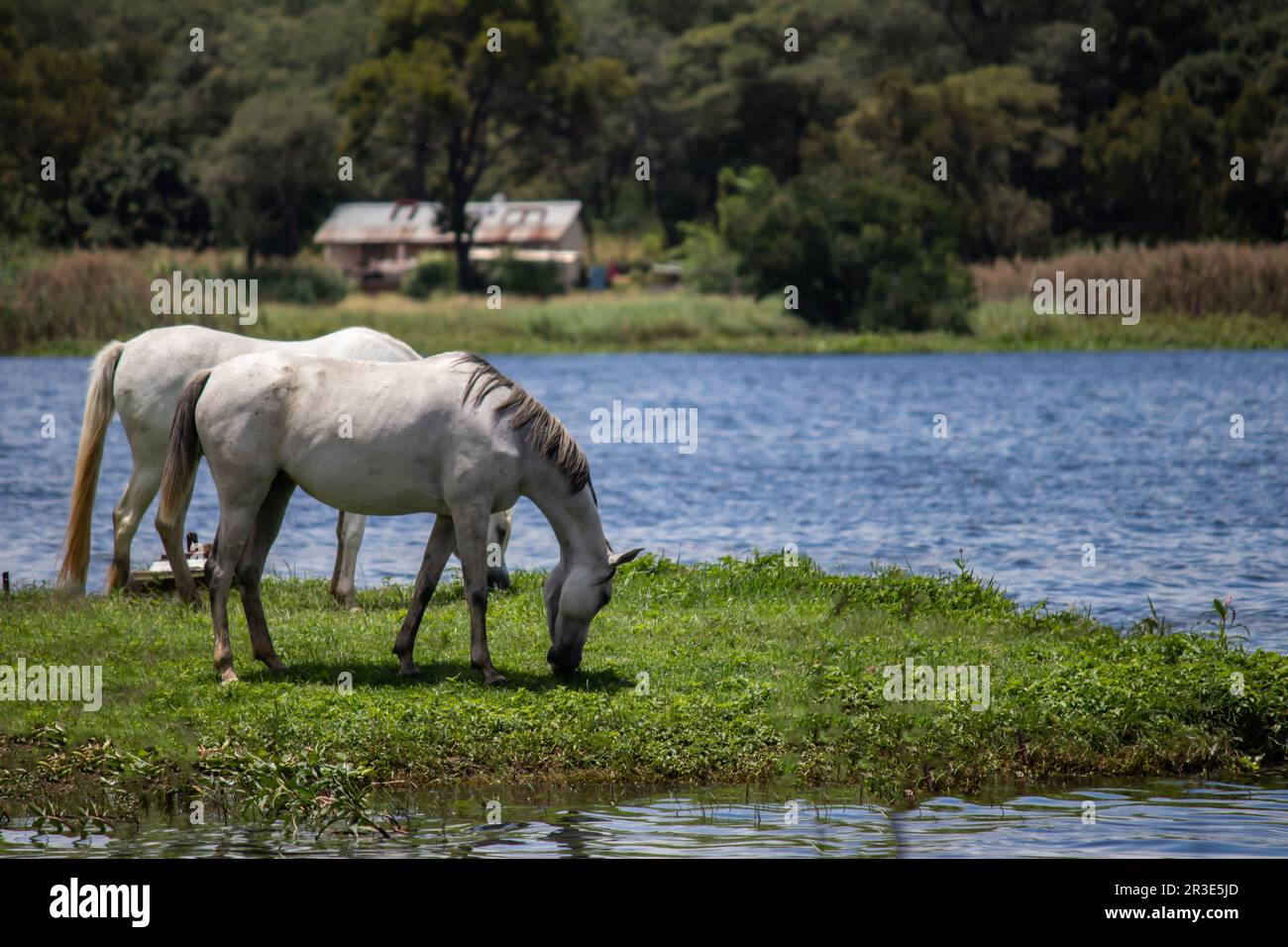 Beautiful domestic white horse grazing in open field next to the lake, in Zimbabwe Stock Photo