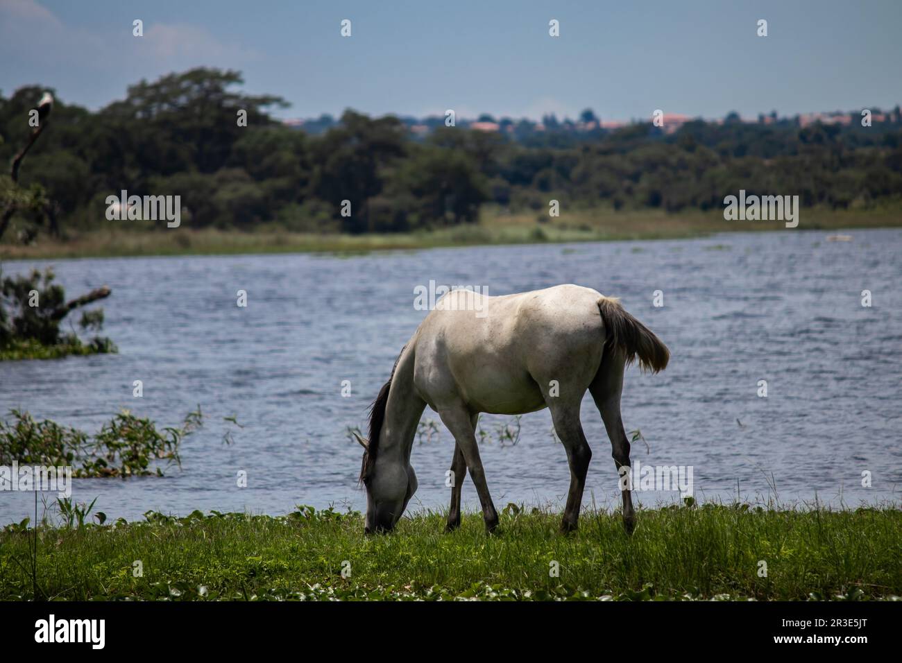 Beautiful domestic white horse grazing in open field next to the lake, in Zimbabwe Stock Photo