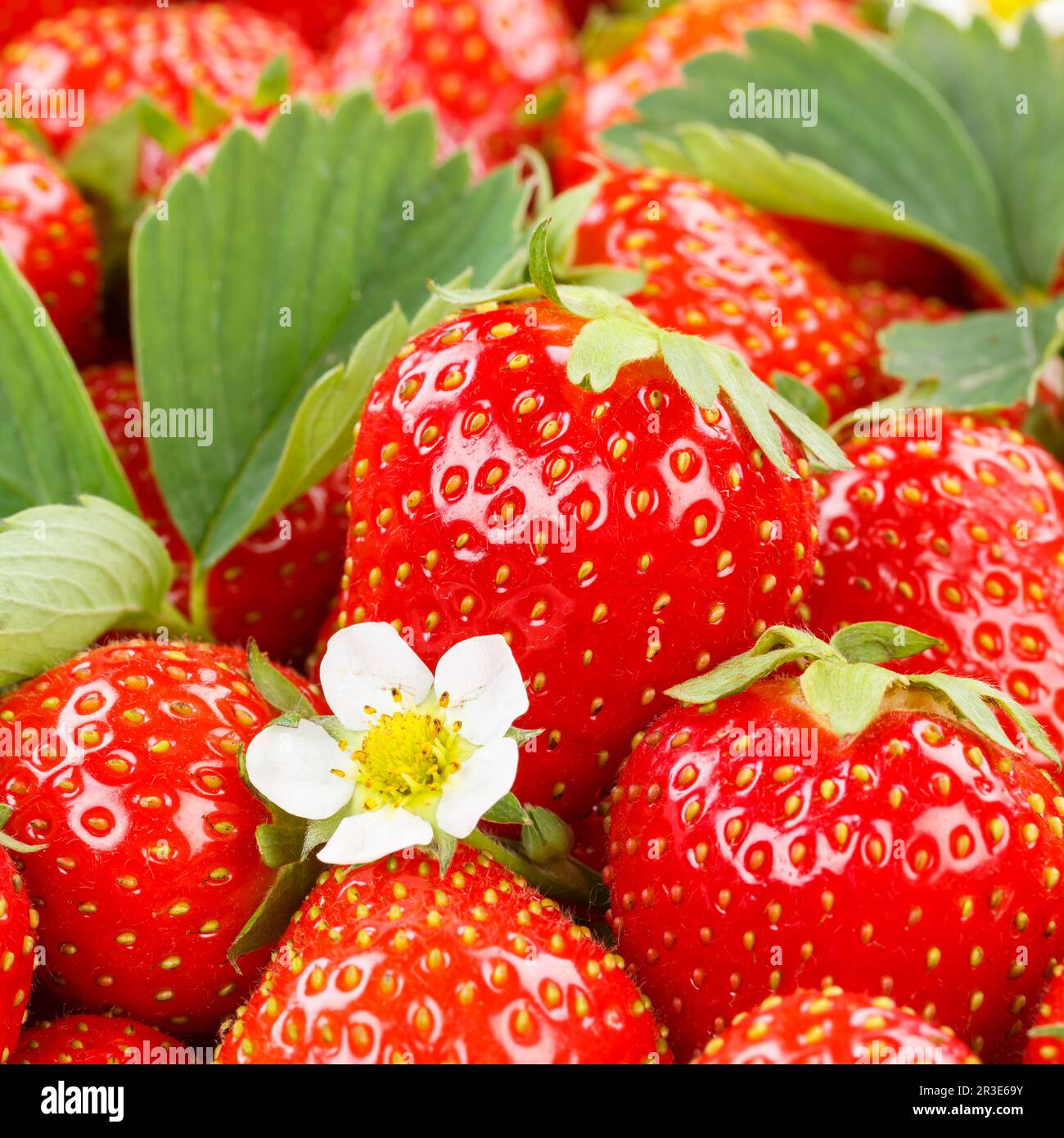 Strawberries berries fruits strawberry berry fruit with flowers and leaves square Stock Photo