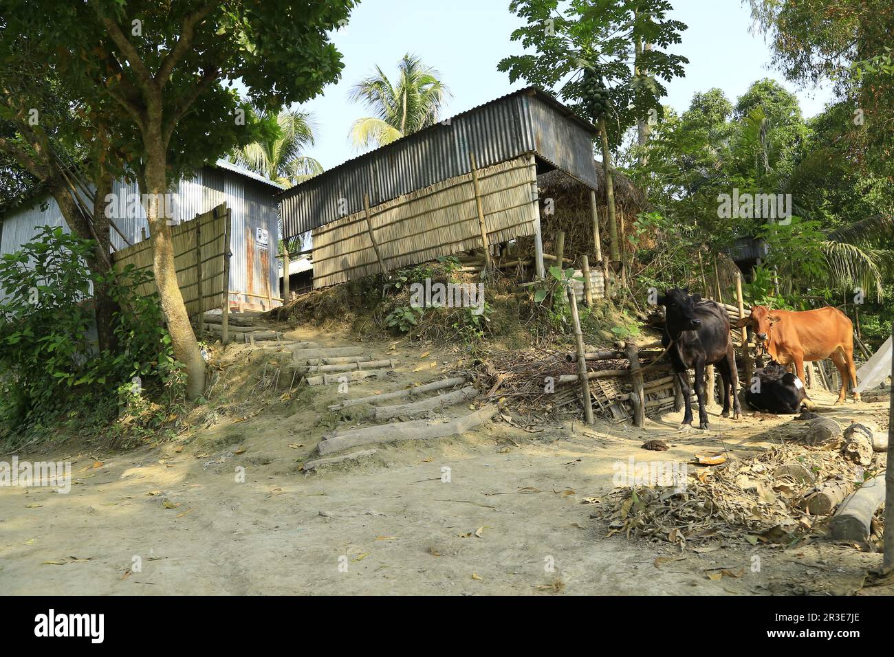 natural location Village house Picture in Bangladesh this house makes it is bamboo and natural elements and green environment Stock Photo