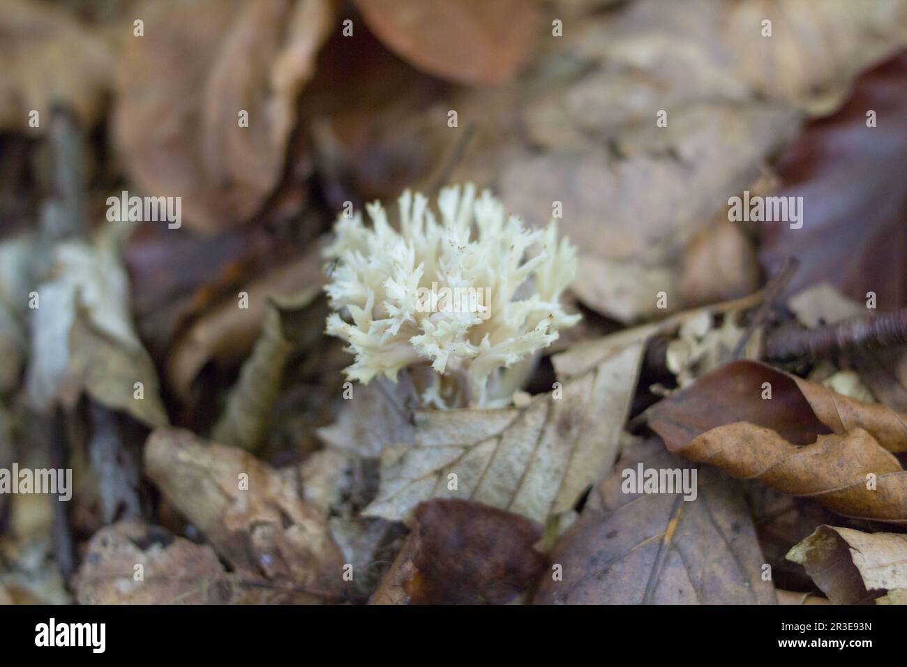 Forest mushrooms on tree stump with moss background. Gathering mushrooms in forest. Wild Coral fungi or Ramaria mushrooms in autumn forest in bright s Stock Photo