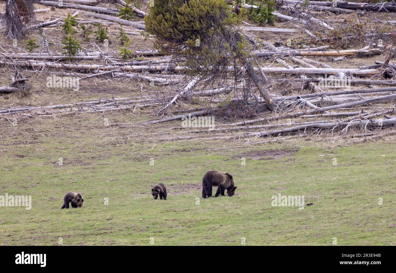 Sow Grizzly Bear with Two Cubs in Yellowstone in Spring Stock Photo - Alamy
