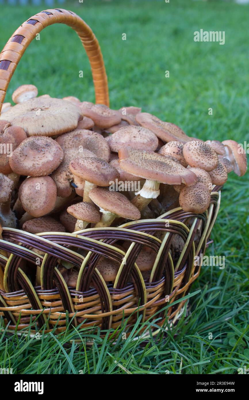 many eating mushrooms in the basket lay Stock Photo