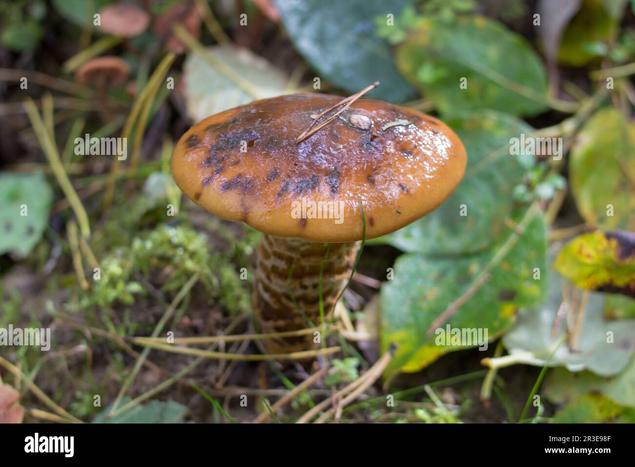 In the forest, pine mushroom Cortinarius mucosus Stock Photo