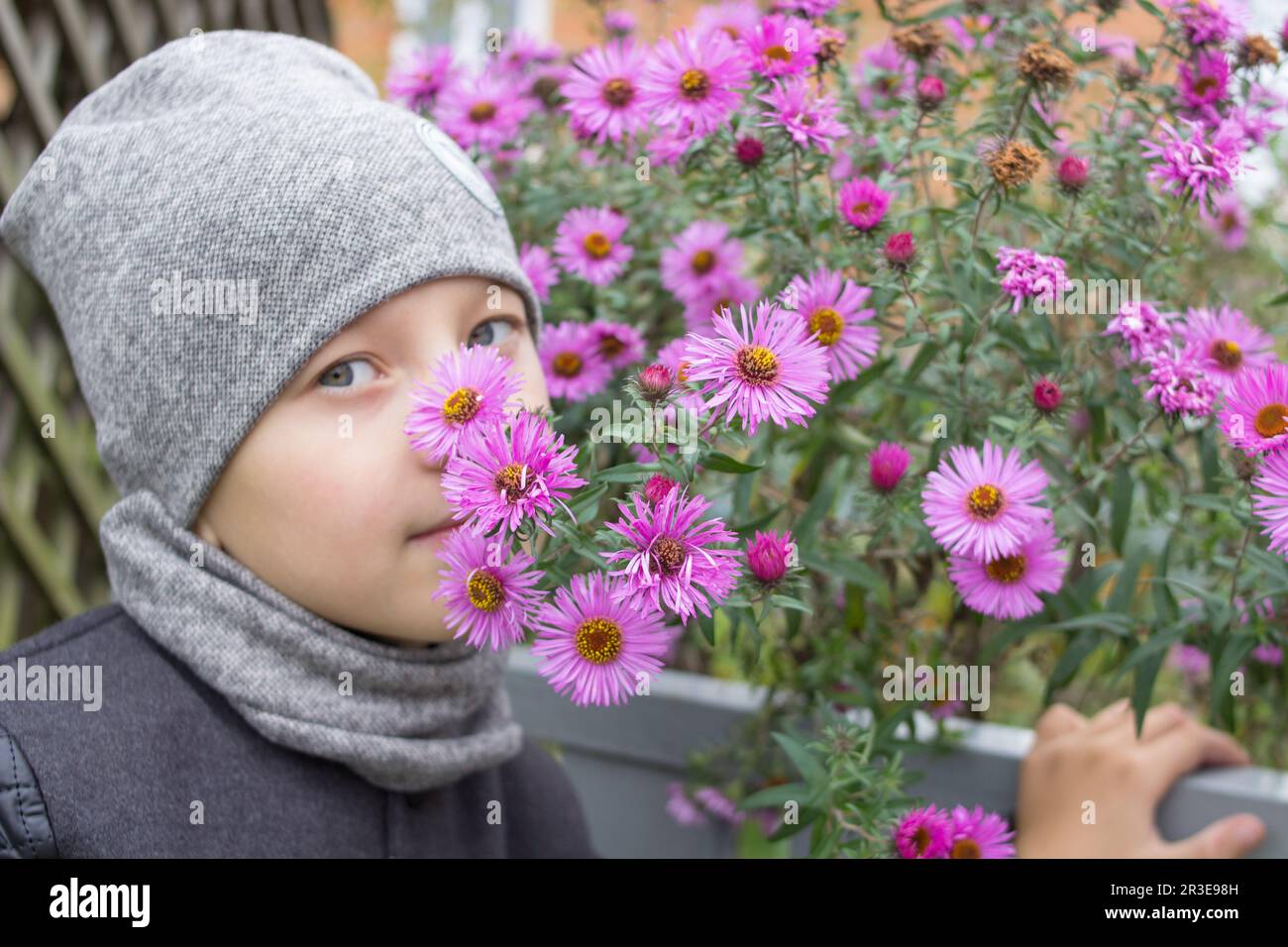 boy scent violet flowers autumn in autumn clothes Stock Photo