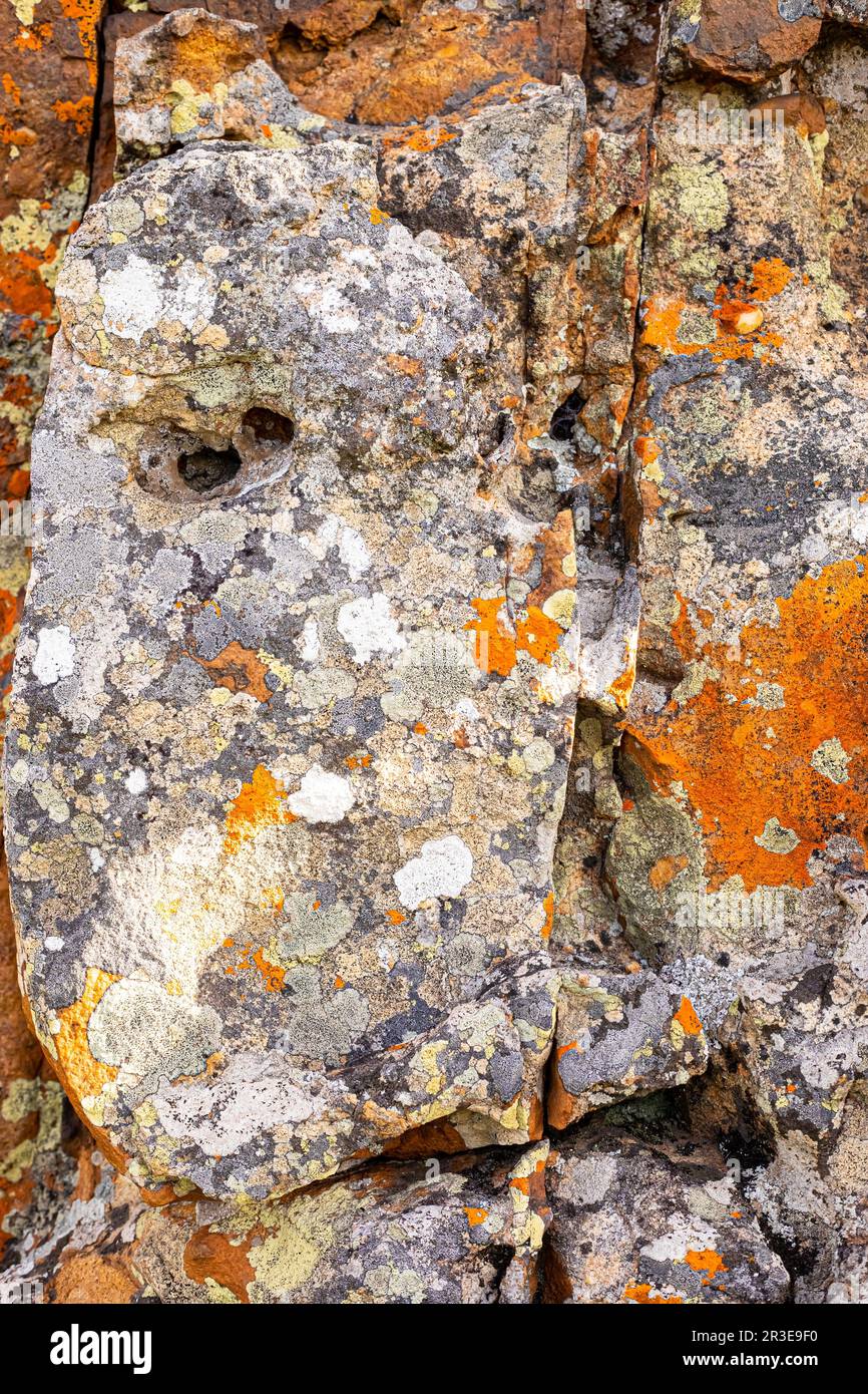 Macro texture of orange and black lichen moss growing on mountain rock Stock Photo