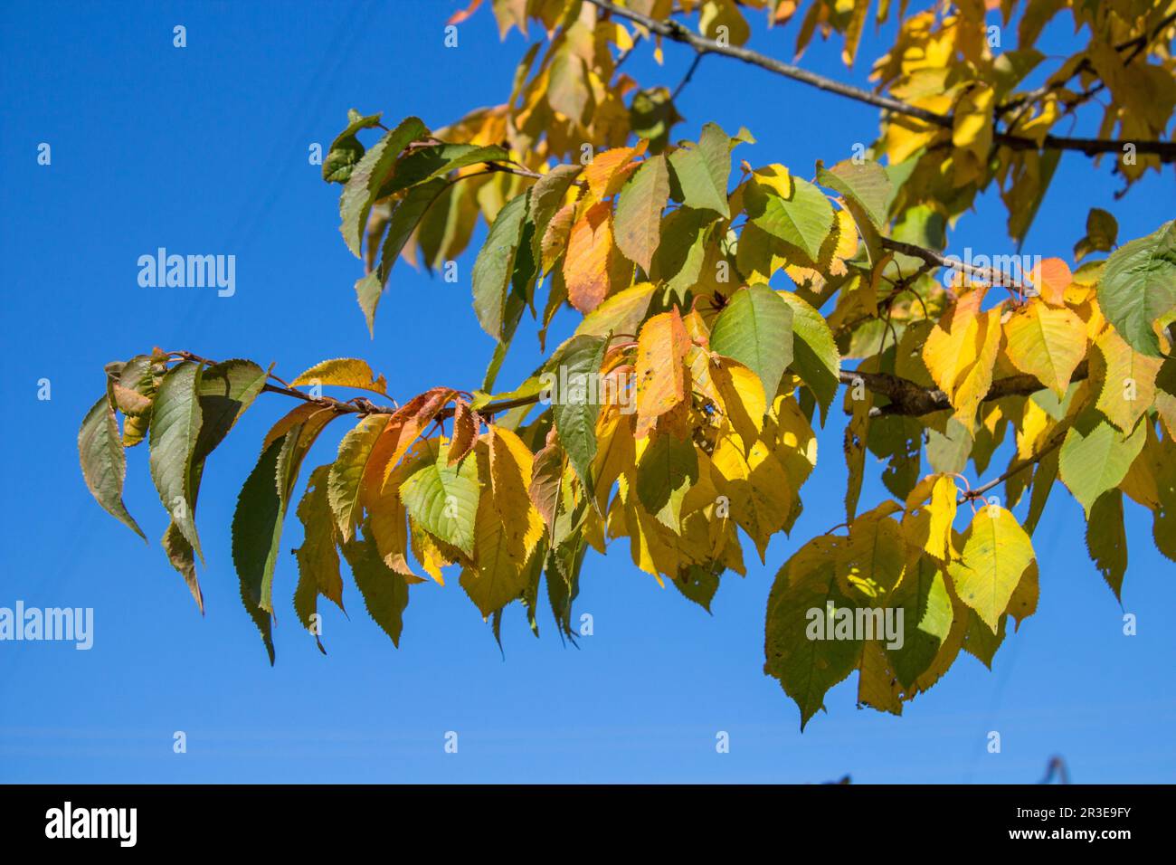 Change in color of leaves with the advent of autumn. Yellowing leaves