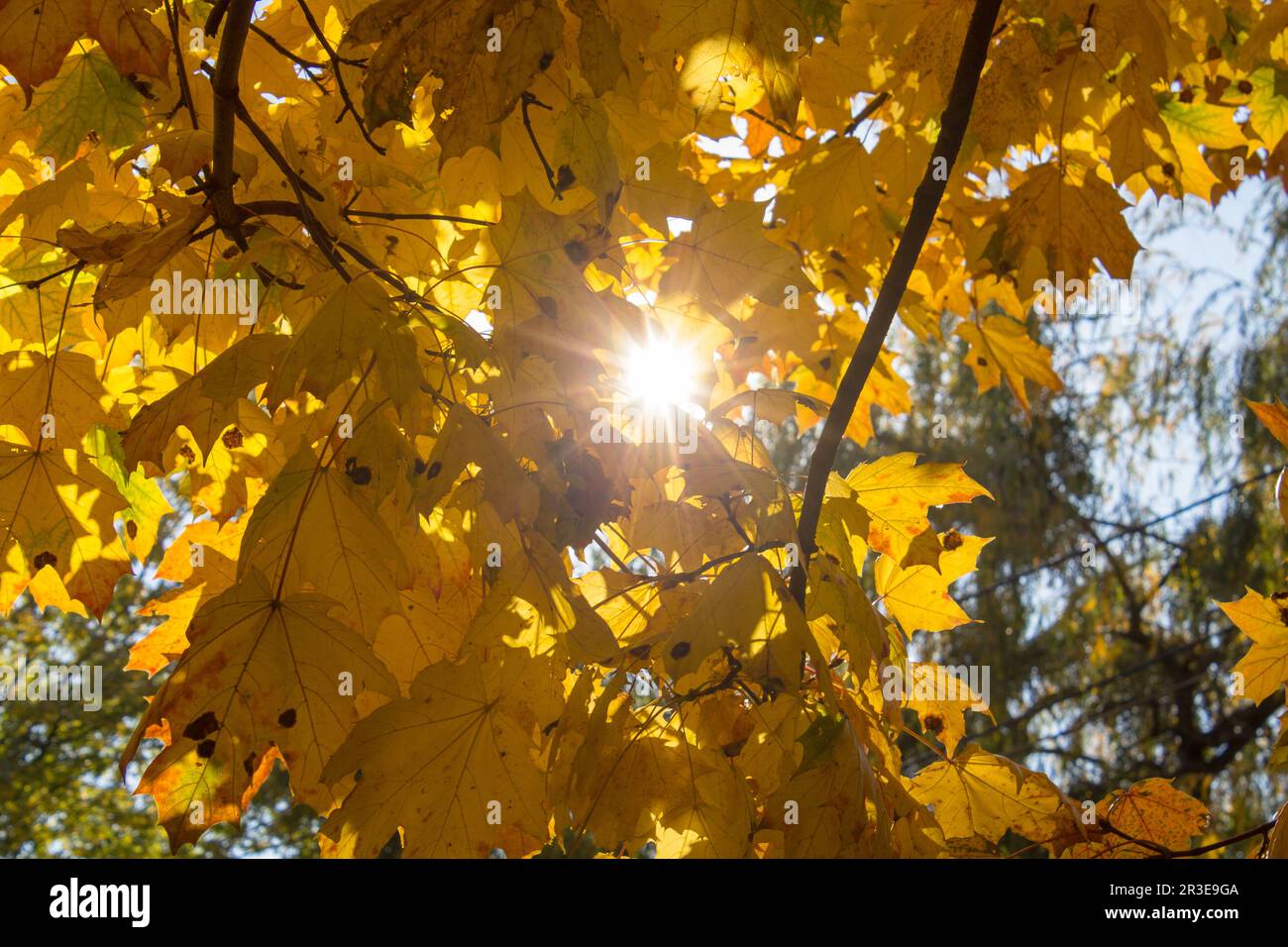 Fall Foliage Yellow Maple Leaves Falling From Tree in Autumn and morning sunlight Stock Photo
