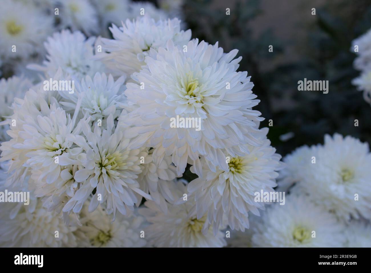 Chrysanthemums beautiful flower hi-res stock photography and images - Alamy