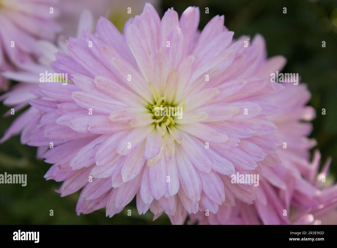 Small chrysanthemum pattern hi-res stock photography and images - Alamy