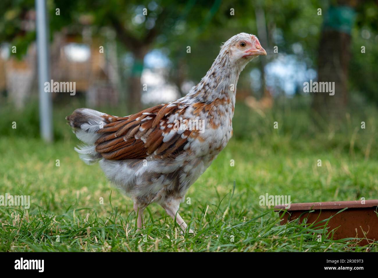 Adolescent chickens in the meadow Stock Photo