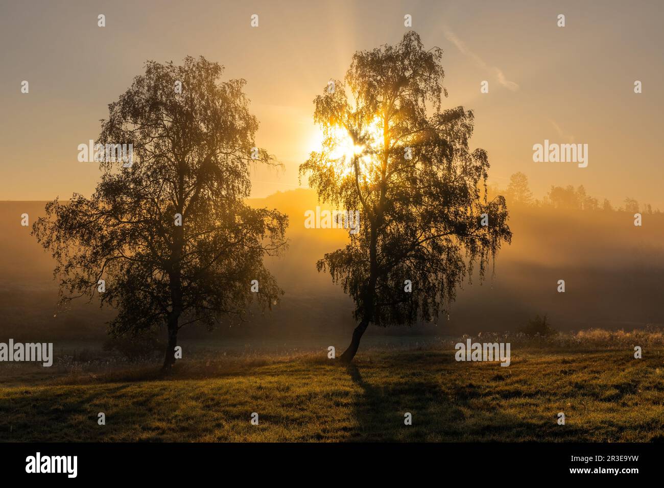 Light mood sunrise in fog mood group of trees Stock Photo