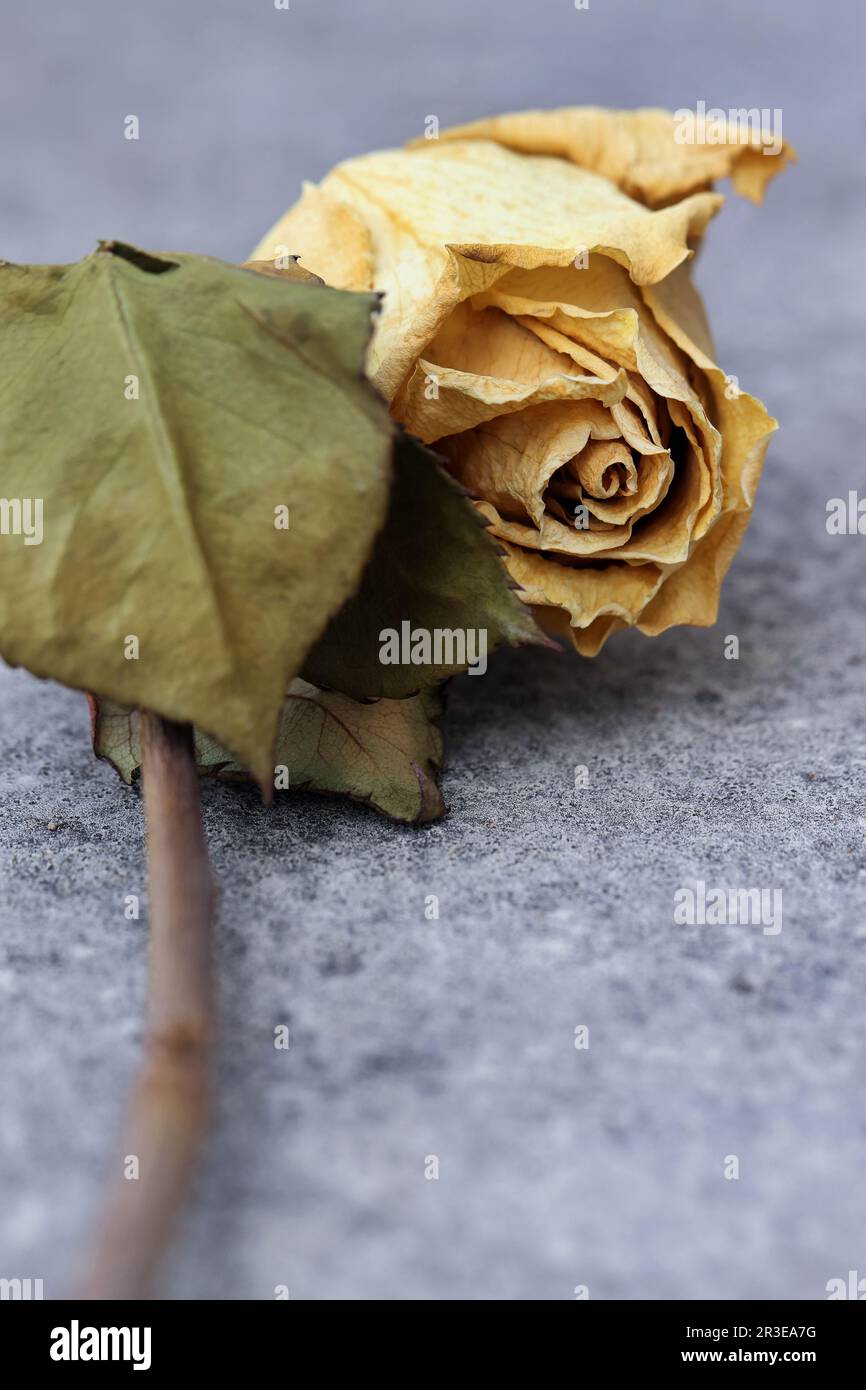Withered rose blossom Stock Photo - Alamy