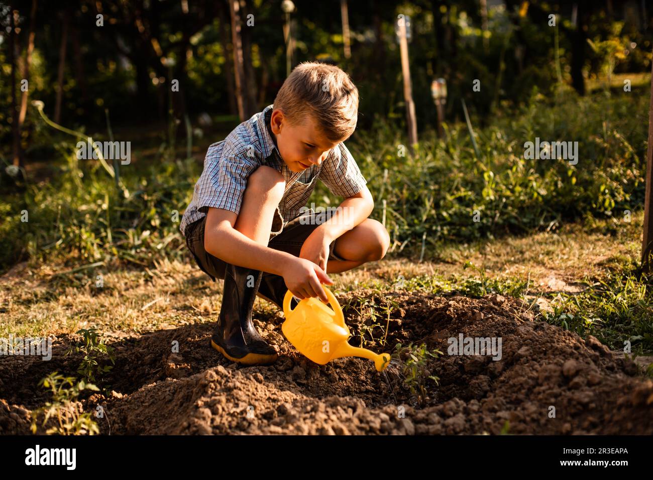 Schoolboy watering tomato plants in the garden Stock Photo - Alamy