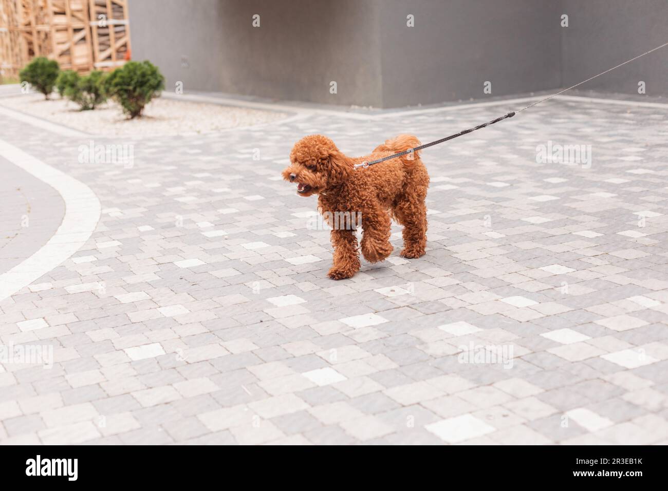 Woman walking in the city with brown Toy Poodle Stock Photo