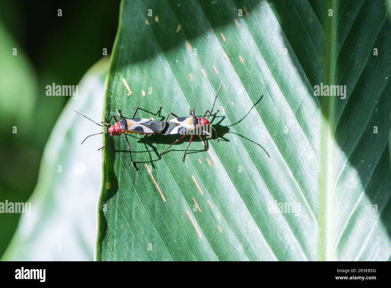 Pair of mating Cotton Stainer bugs (Dysdercus sp.) in Panama Stock Photo