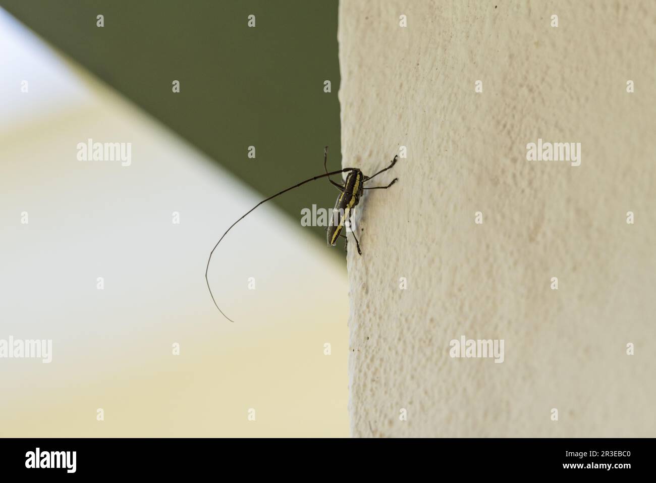 A very long-horned, Long-horned Beetle from Panama resting on a white ...