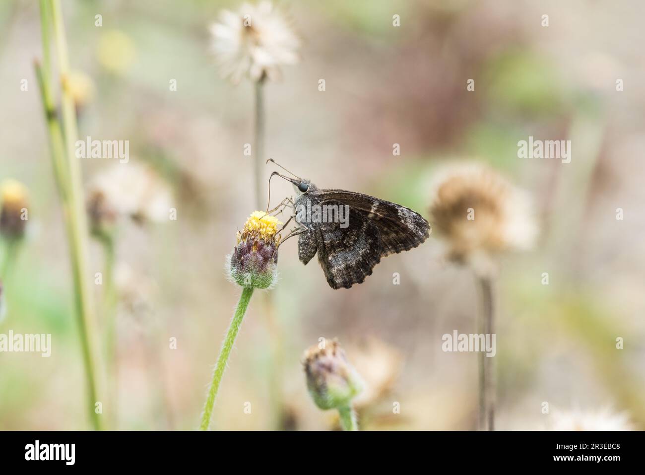 Foraging Mimosa Skipper (Cogia calchas) in Panama Stock Photo
