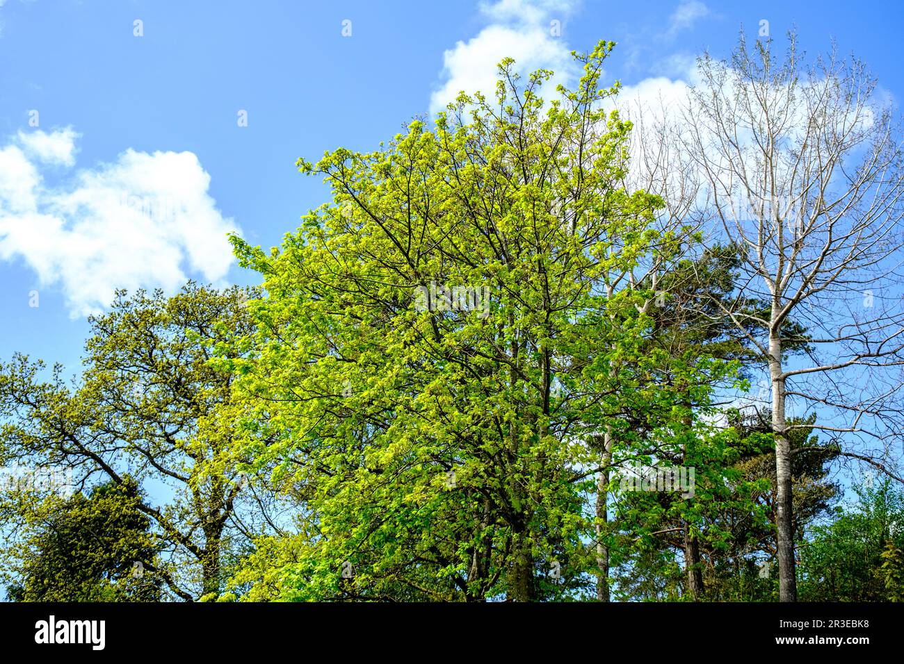 Sandnes, Norway, May 17 2023, Trees Against A Blue Sky On A Late Spring Evening With No People Stock Photo