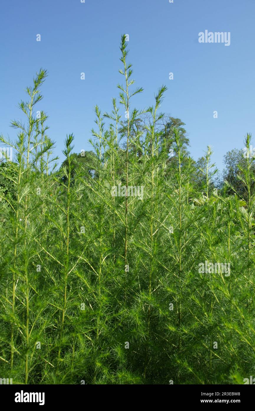 Artemisia scoparia, redstem wormwood Stock Photo