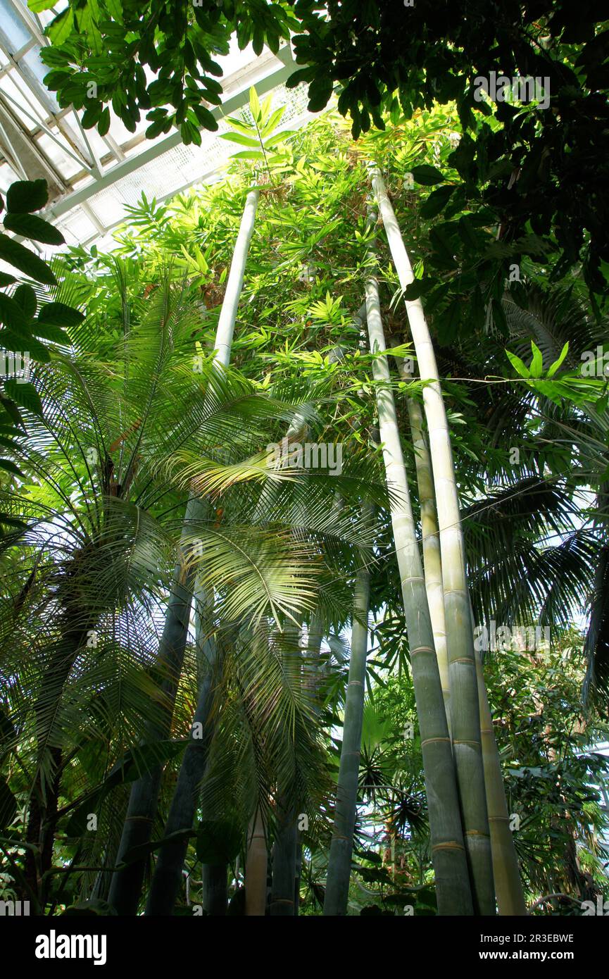 Dendrocalamus giganteus, giant bamboo Stock Photo