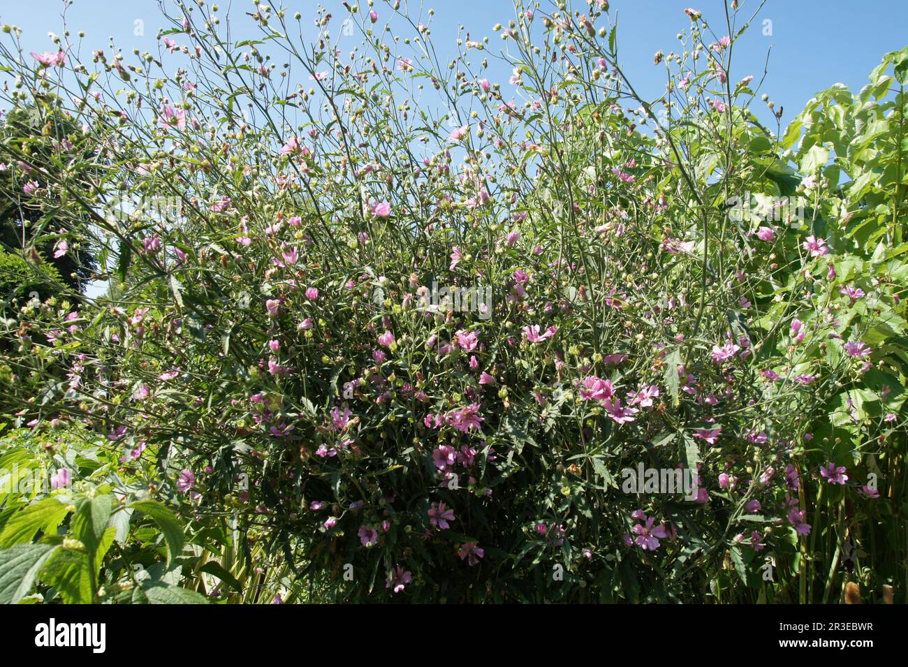 Althaea cannabina, hempleaved hollyhock Stock Photo