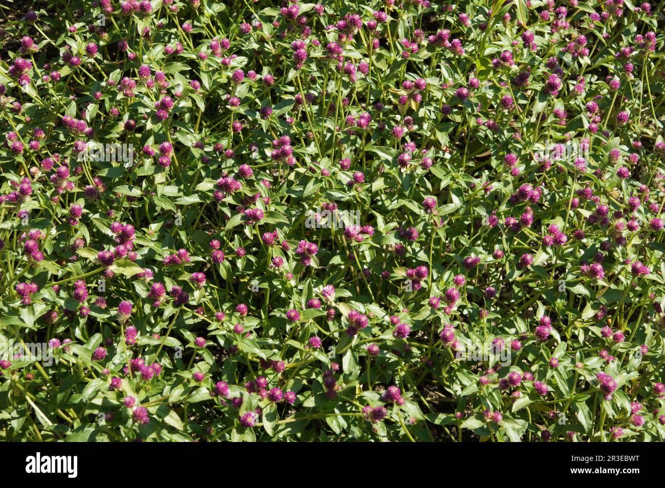 Gomphrena decumbens Stock Photo