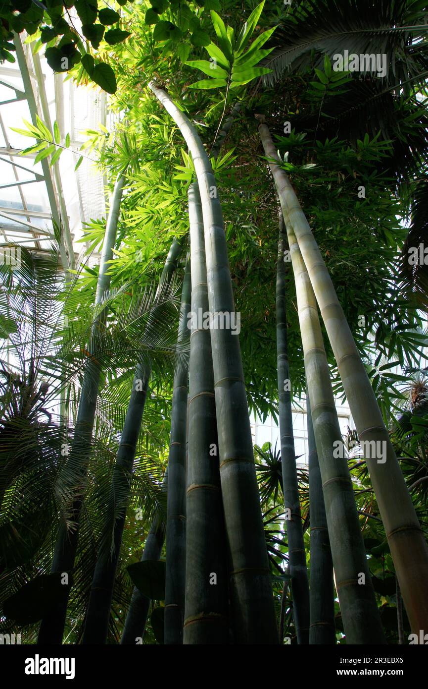 Dendrocalamus giganteus, giant bamboo Stock Photo