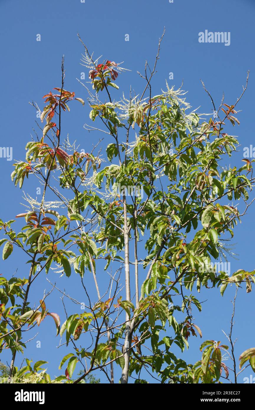 Oxydendrum arboreum, sourwood Stock Photo
