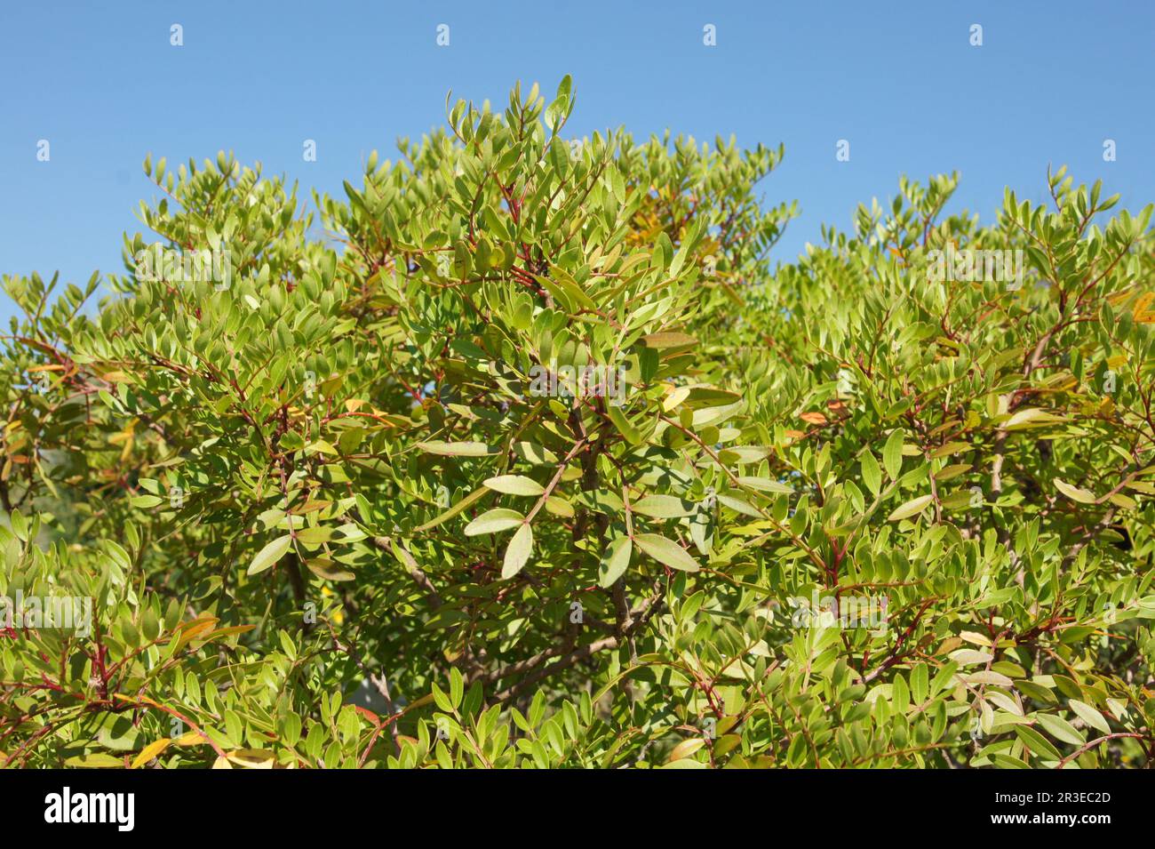 Pistacia lentiscus, masitc Stock Photo