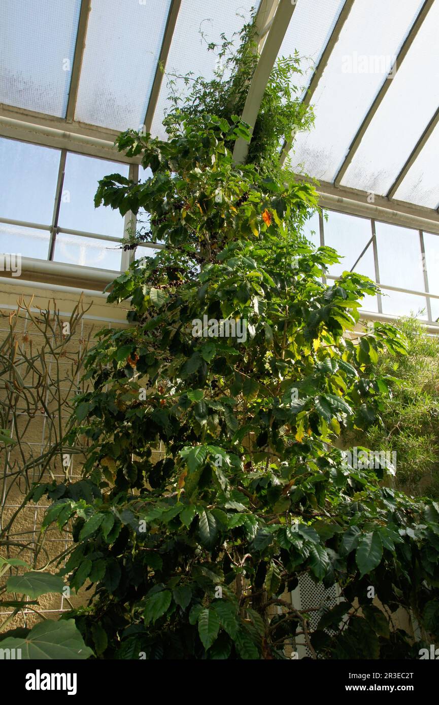 Piccola Pianta Di Caffè Arabica - Coffea Arabica In Vaso, Pianta D'Appartamento Con Foglie Verdi Lucide