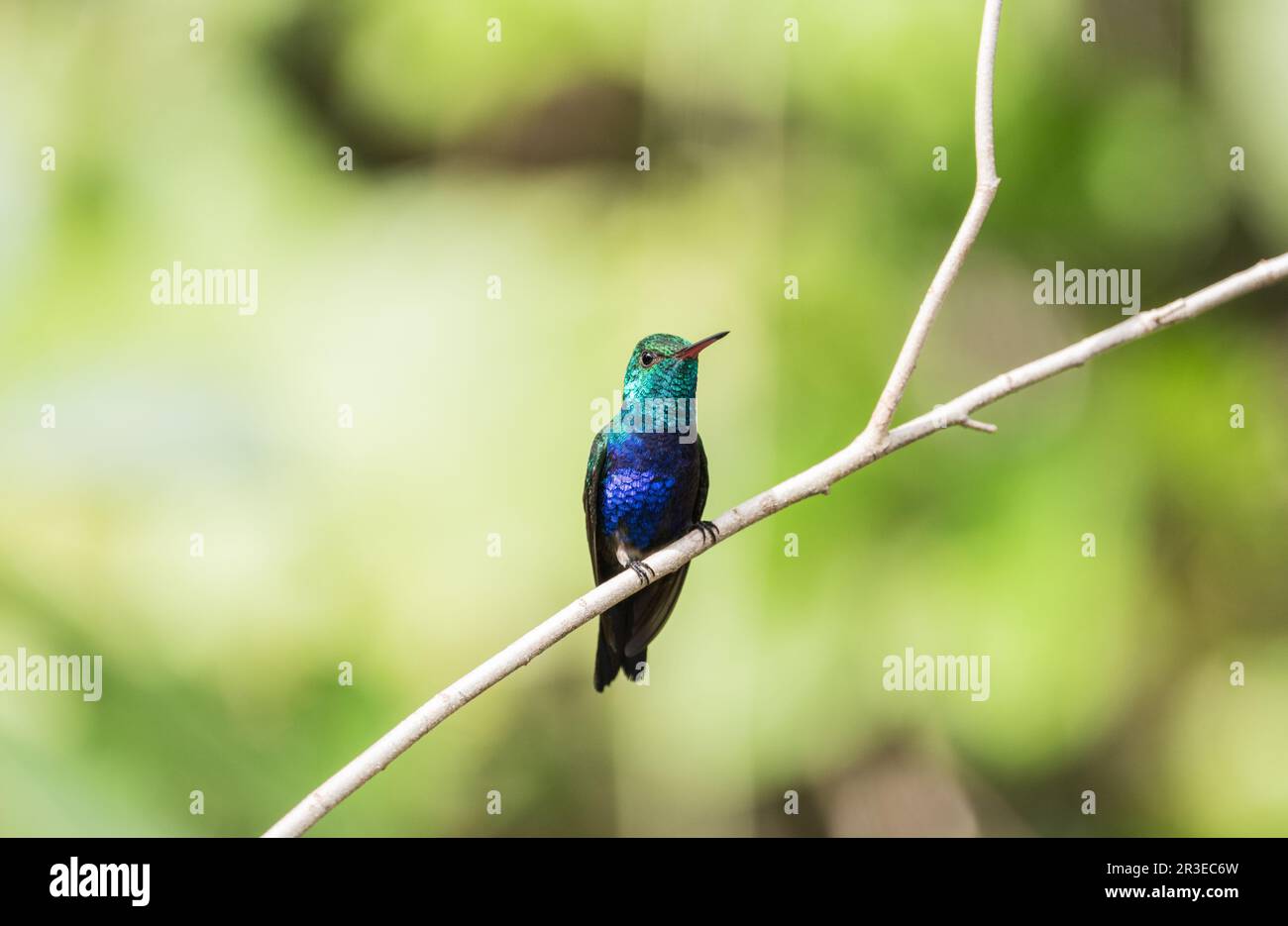 Perched Violet-bellied Hummingbird (Chlorestes julie) in Panama Stock Photo