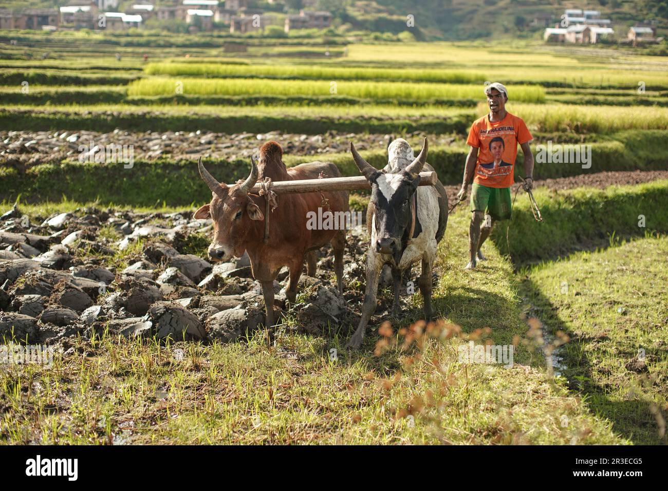 Manandoana, Madagascar - April 26, 2019: Unknown Malagasy man working outdoor ploughing field on sunny day. Two zebu cattle in front of him pulling si Stock Photo