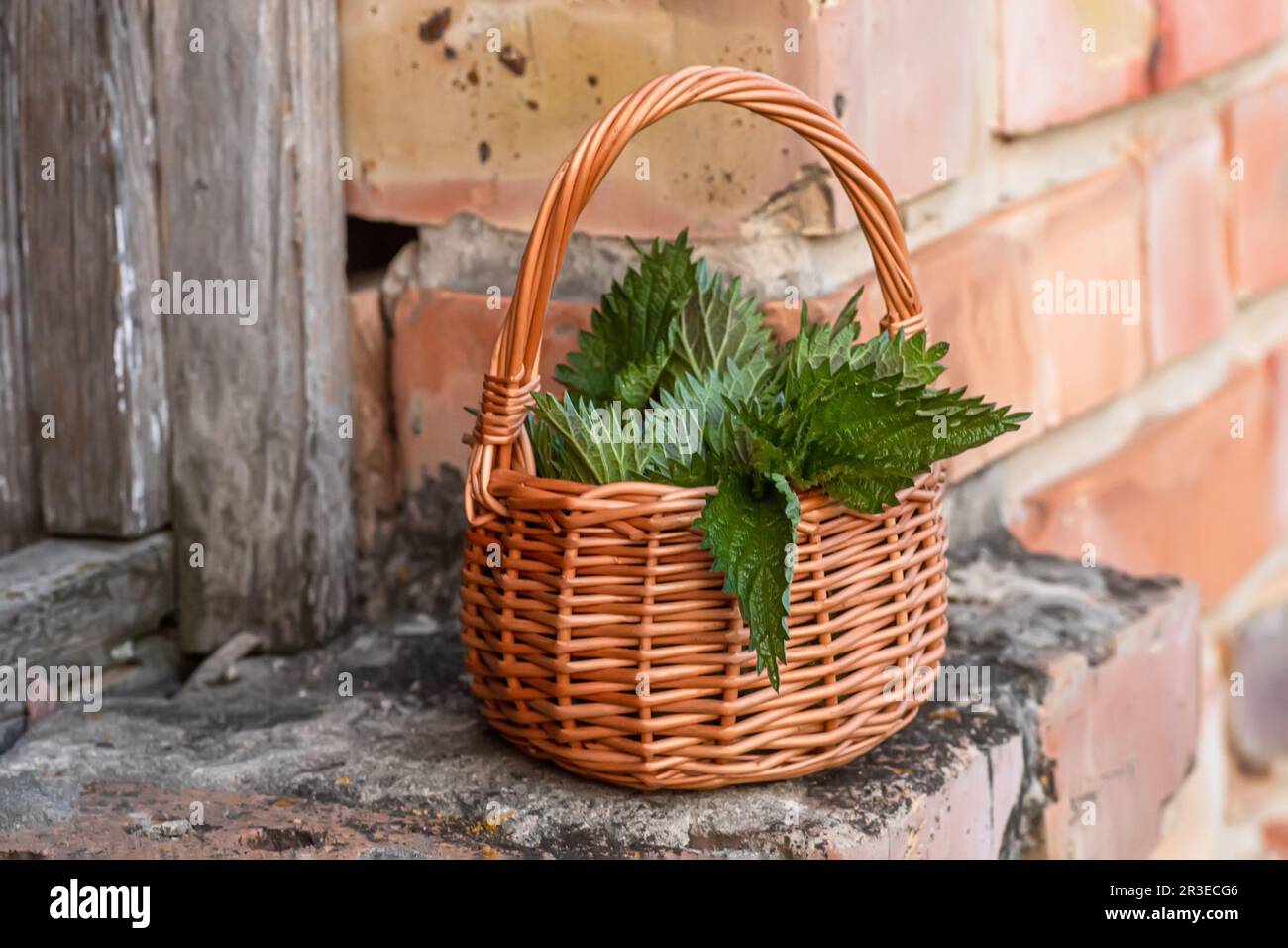 Fresh nettles. Basket with freshly harvested nettle plant. Urtica dioica, often called common