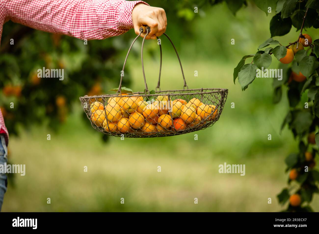 Female hand holding basket with fresh apricots Stock Photo