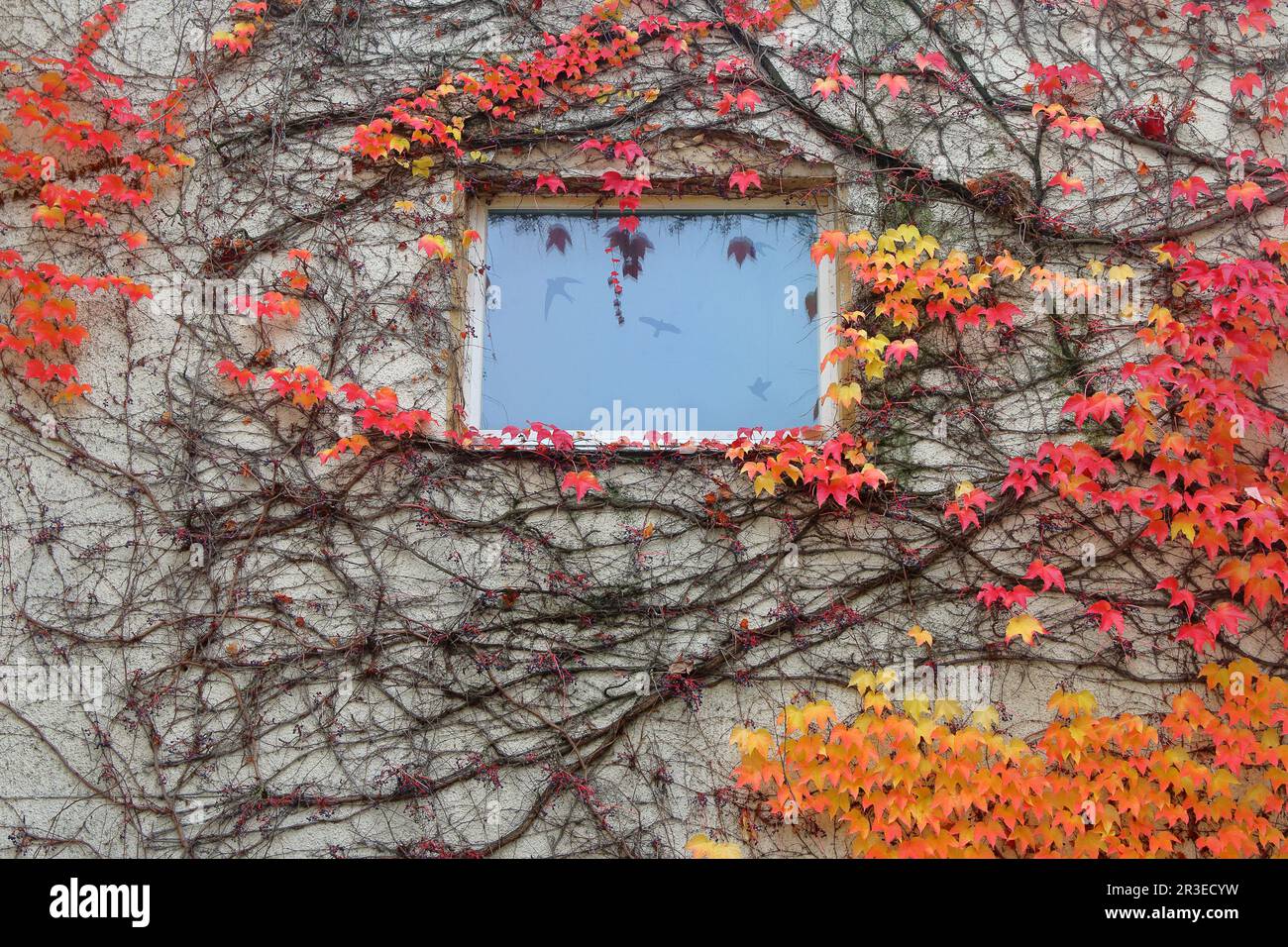 Photo was taken in the German city of Bayreuth. The picture shows a wall of a house with a window overgrown with girlish grapes, the leaves of which a Stock Photo