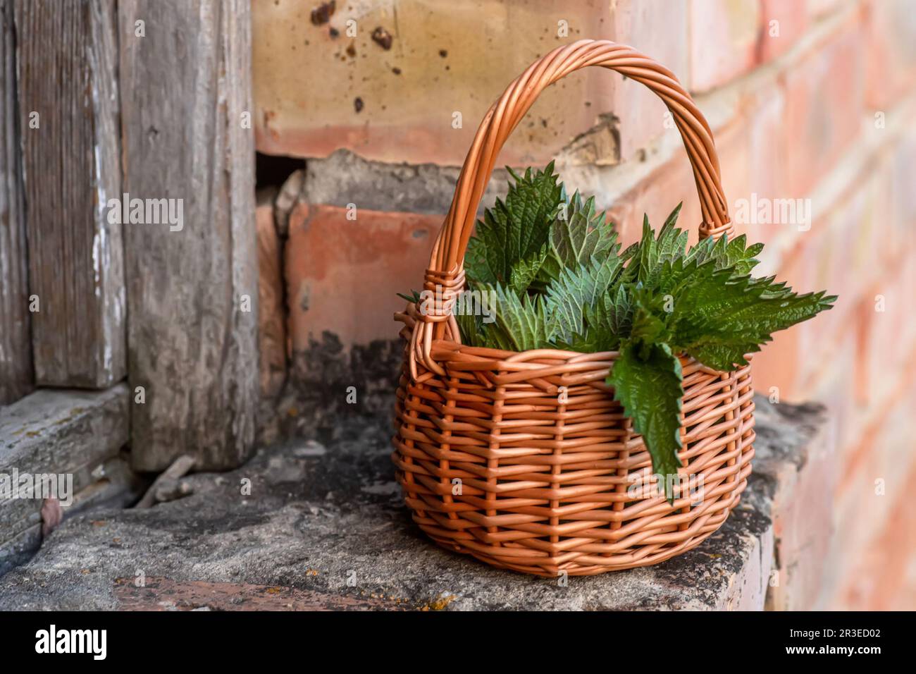Fresh nettles. Basket with freshly harvested nettle plant. Urtica